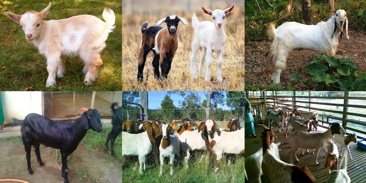 Starting a Goat Farm – Sample Business Plan Template